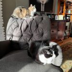 Angela Kinsey Instagram - Plotting?? 😼