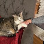 Angela Kinsey Instagram - Sometimes they hold hands… or hold paws. ❤️😼