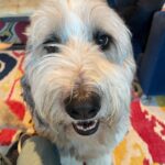 Angela Kinsey Instagram - New best pal?? My friend, Kathy’s dog… Louie. I love him. (Also Daisy is pretty great too… just more camera shy.)