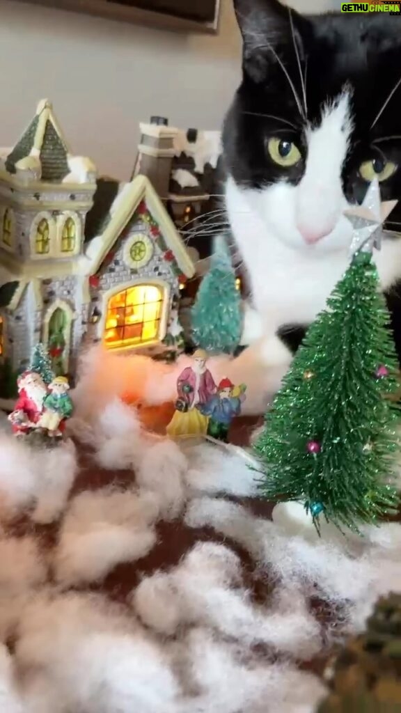 Angela Kinsey Instagram - Christmas Kitty loves the village 😼