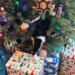 Angela Kinsey Instagram - Everyday… 🎄😼