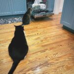 Angela Kinsey Instagram - Why do they stare at the dishwasher?? 🐈‍⬛