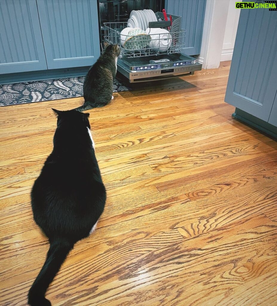 Angela Kinsey Instagram - Why do they stare at the dishwasher?? 🐈‍⬛