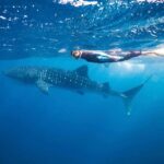Anja Rubik Instagram - Whale Shark and I 🌊 World Ocean Day “ Who wants to live forever? Forever is our Today. Who lives forever anyway?” Is this perhaps the perfect description of how we have lived for the last 100 years? With the contradiction of creating a material that LASTS literally forever - plastic. The ocean is 4.5 Billion years old and for much of its existence had remained unchanged. In recent years however, we have managed to change the oceans at a faster rate than at any other time during its existence. Today we are at a turning point. At our current rate of consumption in 30 years there will be more plastic in the oceans than fish.” - part of my speech from the 8th of June 2018 at the UN in New York. Parley Talks. @parley.tv #oceans #parley #worldoceansday
