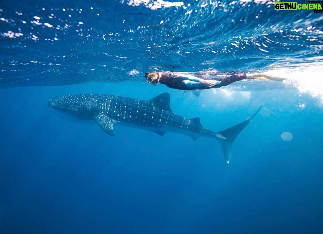 Anja Rubik Instagram - Whale Shark and I π World Ocean Day β Who wants to live forever? Forever is our Today. Who lives forever anyway?β Is this perhaps the perfect description of how we have lived for the last 100 years? With the contradiction of creating a material that LASTS literally forever - plastic. The ocean is 4.5 Billion years old and for much of its existence had remained unchanged. In recent years however, we have managed to change the oceans at a faster rate than at any other time during its existence. Today we are at a turning point. At our current rate of consumption in 30 years there will be more plastic in the oceans than fish.β - part of my speech from the 8th of June 2018 at the UN in New York. Parley Talks. @parley.tv #oceans #parley #worldoceansday