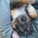 Anna Sedokova Instagram - Мамбы больше нет . Он на небе . Это случилось давно . У нас просто не было сил сказать . Этот год был сложным для нас и нашей семьи . Я потеряла самого близкого человека . Мы потеряли нашего Мамбу ,который был нам сыном , братиком и просто всем . Самый добрый и большой пёс ,который преодолел с нами тысячи километров не смог избежать столкновения с пьяным водителем . Каждый день мы искали смыслы в этом ,но так и не нашли . Особенно сложно было не мне . А мужу . Это был его лучший друг, был его мир . И когда все развалилось у нас забрали ещё больше . И нас в какой то момент не стало . Этот пост даётся мне особенно трудно . Но нужно жить дальше . Ведь он бы точно этого хотел . Ведь нам есть ради чего . Ради кого. Нужно жить и верить . Нужно искать в себе силы , искать силы друг в друге . И мы нашли . Но это уже совсем другая история о которой я расскажу завтра . А пока пусть эти фото останутся тут 💔 #mambamentality Mamba Mentality