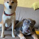 Anna Sedokova Instagram - Мамбы больше нет . Он на небе . Это случилось давно . У нас просто не было сил сказать . Этот год был сложным для нас и нашей семьи . Я потеряла самого близкого человека . Мы потеряли нашего Мамбу ,который был нам сыном , братиком и просто всем . Самый добрый и большой пёс ,который преодолел с нами тысячи километров не смог избежать столкновения с пьяным водителем . Каждый день мы искали смыслы в этом ,но так и не нашли . Особенно сложно было не мне . А мужу . Это был его лучший друг, был его мир . И когда все развалилось у нас забрали ещё больше . И нас в какой то момент не стало . Этот пост даётся мне особенно трудно . Но нужно жить дальше . Ведь он бы точно этого хотел . Ведь нам есть ради чего . Ради кого. Нужно жить и верить . Нужно искать в себе силы , искать силы друг в друге . И мы нашли . Но это уже совсем другая история о которой я расскажу завтра . А пока пусть эти фото останутся тут 💔 #mambamentality Mamba Mentality