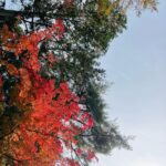 Anne Nakamura Instagram - 🍂✨🍁