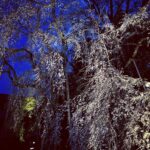 Anne Nakamura Instagram - Cartier in KYOTO 🌸 @cartier #cartierkyoto 醍醐寺