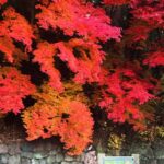 Anne Nakamura Instagram – 🍁🟥🍂❤️🦊