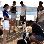 Anne Thongprasom Instagram – วันรวมตัว ครอบครัว #BorderCollie 🐶🐶🐶🐶
#MySundayRoutine 🌥️

📸 @atinnabhan Bounce dog sport Center