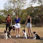 Anne Thongprasom Instagram – วันรวมตัว ครอบครัว #BorderCollie 🐶🐶🐶🐶
#MySundayRoutine 🌥️

📸 @atinnabhan Bounce dog sport Center