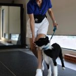 Anne Thongprasom Instagram - วันรวมตัว ครอบครัว #BorderCollie 🐶🐶🐶🐶 #MySundayRoutine 🌥️ 📸 @atinnabhan Bounce dog sport Center