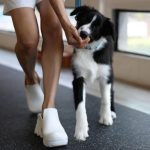 Anne Thongprasom Instagram - วันรวมตัว ครอบครัว #BorderCollie 🐶🐶🐶🐶 #MySundayRoutine 🌥️ 📸 @atinnabhan Bounce dog sport Center