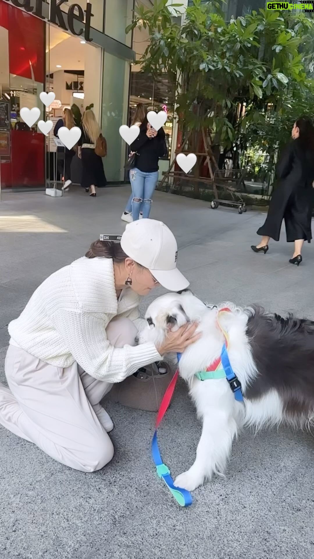 Anne Thongprasom Instagram - ตกหลุมรักหนุ่ม Border Collie 🤍🐶 เจอกันไม่ถึง30วิ เดินโน้มตัวมาซุกเลย😂 .. ใจง่ายจังเลยลูกกก ไม่หลงยังไงไหว😅
