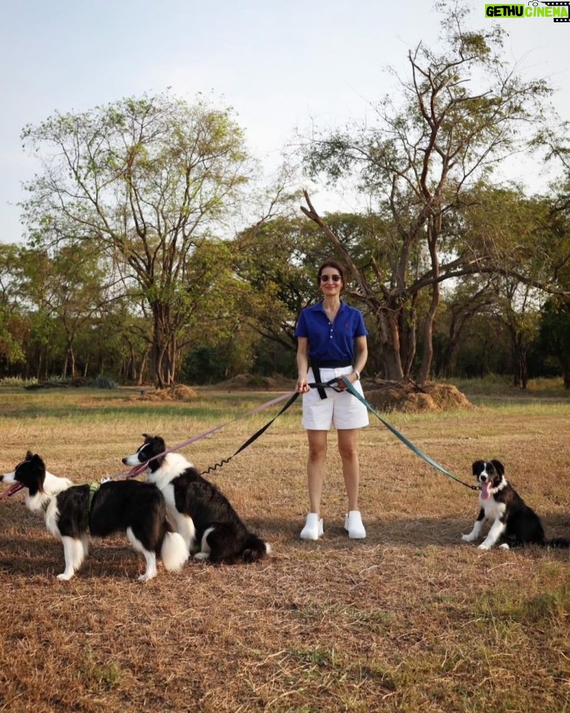 Anne Thongprasom Instagram - วันรวมตัว ครอบครัว #BorderCollie 🐶🐶🐶🐶 #MySundayRoutine 🌥 📸 @atinnabhan Bounce dog sport Center