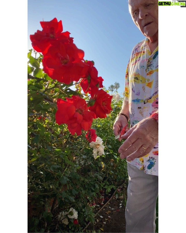 Anthony Hopkins Instagram - 🌹 “A rose by any other name would smell as sweet...” Shakespeare