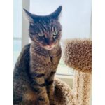 Anthony Hopkins Instagram - Not sure my cat likes my piano playing... Thank you everyone for the generous compliments on my last video, it’s a piece I improvised...