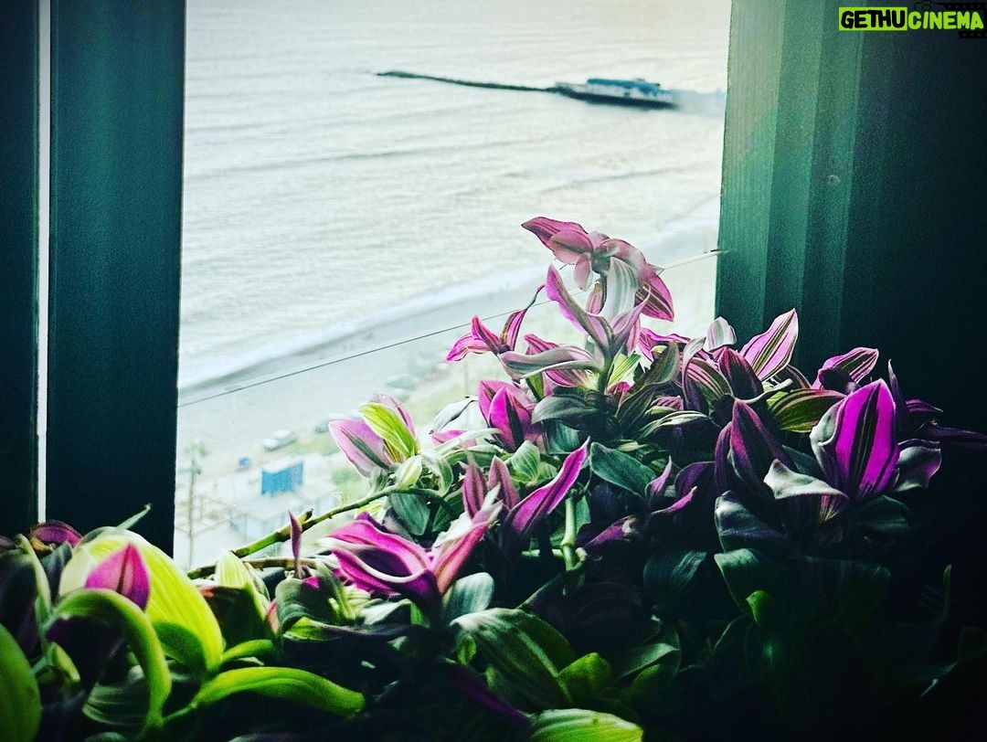 Antony Starr Instagram - Peru. So far you are winning me over. Especially Dexter the boxer. And the coffee. And the people.