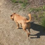 Antony Starr Instagram - home!!! Back to some hound walking, cooking at home and waking up at 1/2/3/4/5/6am. #jetlagisfun And yes I brought the sun with me.