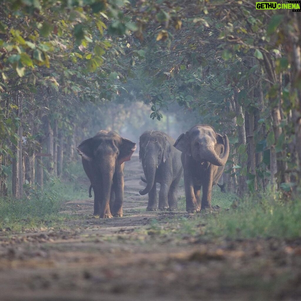 Anusha Dandekar Instagram - GOOD NEWS Alert! 🥹❤✨ Reliance Industries and Reliance Foundation’s newly launched Vantara programme focuses on the rescue, treatment, care and rehabilitation of injured, abused and threatened animals, both in India and abroad. 🐘✨ This is the story of a young elephant Tarzan, who underwent a very complicated cataract surgery performed by the dedicated vets at the Vantara facility. Through advanced medical techniques and unwavering commitment, the team successfully restored the vision of this majestic creature, enabling him to see the world with newfound clarity. Vantara, aims to provide compassion-driven care for all beings. Stay tuned for more updates and stories from Vantara! 🤍 #Vantara #AnantAmbani #RelianceFoundation #AnimalCare #WildlifeRescue #RelianceFoundation #WeCare @reliancefoundation