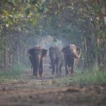 Anusha Dandekar Instagram – GOOD NEWS Alert! 🥹❤️✨
Reliance Industries and Reliance Foundation’s newly launched Vantara programme focuses on the rescue, treatment, care and rehabilitation of injured, abused and threatened animals, both in India and abroad. 🐘✨
This is the story of a young elephant Tarzan, who underwent a very complicated cataract surgery performed by the dedicated vets at the Vantara facility. Through advanced medical techniques and unwavering commitment, the team successfully restored the vision of this majestic creature, enabling him to see the world with newfound clarity.
Vantara, aims to provide compassion-driven care for all beings. Stay tuned for more updates and stories from Vantara! 🤍
#Vantara #AnantAmbani #RelianceFoundation #AnimalCare #WildlifeRescue #RelianceFoundation #WeCare @reliancefoundation