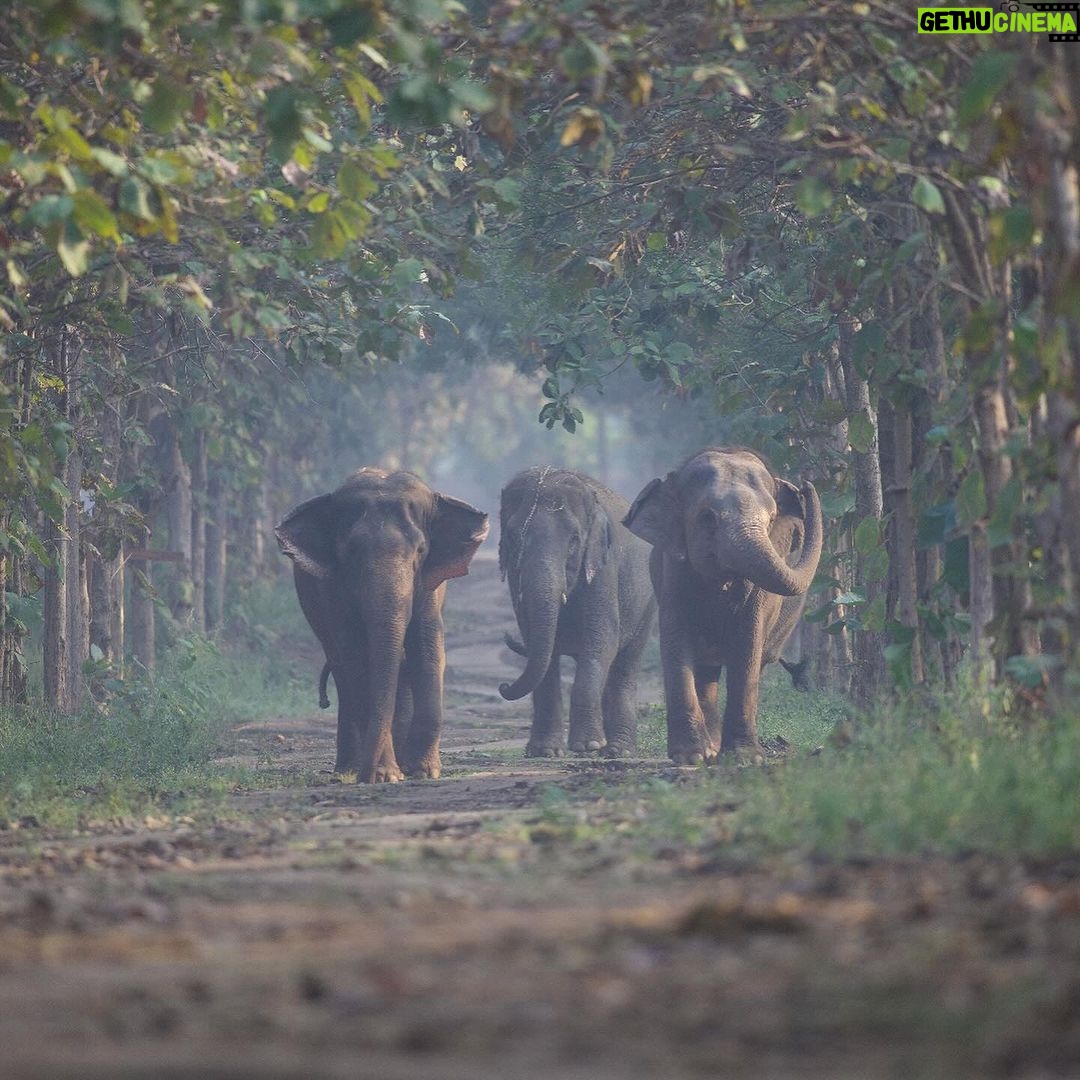 Anusha Dandekar Instagram - GOOD NEWS Alert! 🥹❤️✨ Reliance Industries and Reliance Foundation’s newly launched Vantara programme focuses on the rescue, treatment, care and rehabilitation of injured, abused and threatened animals, both in India and abroad. 🐘✨ This is the story of a young elephant Tarzan, who underwent a very complicated cataract surgery performed by the dedicated vets at the Vantara facility. Through advanced medical techniques and unwavering commitment, the team successfully restored the vision of this majestic creature, enabling him to see the world with newfound clarity. Vantara, aims to provide compassion-driven care for all beings. Stay tuned for more updates and stories from Vantara! 🤍 #Vantara #AnantAmbani #RelianceFoundation #AnimalCare #WildlifeRescue #RelianceFoundation #WeCare @reliancefoundation