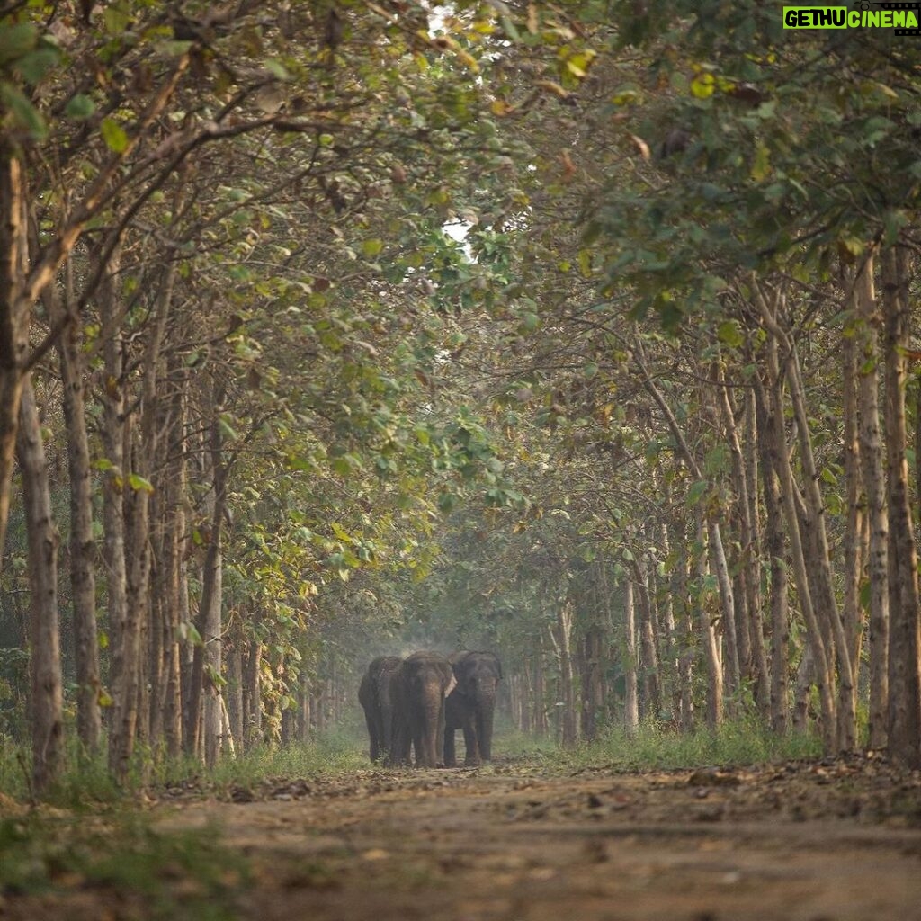 Anusha Dandekar Instagram - GOOD NEWS Alert! 🥹❤✨ Reliance Industries and Reliance Foundation’s newly launched Vantara programme focuses on the rescue, treatment, care and rehabilitation of injured, abused and threatened animals, both in India and abroad. 🐘✨ This is the story of a young elephant Tarzan, who underwent a very complicated cataract surgery performed by the dedicated vets at the Vantara facility. Through advanced medical techniques and unwavering commitment, the team successfully restored the vision of this majestic creature, enabling him to see the world with newfound clarity. Vantara, aims to provide compassion-driven care for all beings. Stay tuned for more updates and stories from Vantara! 🤍 #Vantara #AnantAmbani #RelianceFoundation #AnimalCare #WildlifeRescue #RelianceFoundation #WeCare @reliancefoundation