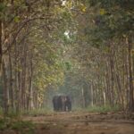 Anusha Dandekar Instagram – GOOD NEWS Alert! 🥹❤️✨
Reliance Industries and Reliance Foundation’s newly launched Vantara programme focuses on the rescue, treatment, care and rehabilitation of injured, abused and threatened animals, both in India and abroad. 🐘✨
This is the story of a young elephant Tarzan, who underwent a very complicated cataract surgery performed by the dedicated vets at the Vantara facility. Through advanced medical techniques and unwavering commitment, the team successfully restored the vision of this majestic creature, enabling him to see the world with newfound clarity.
Vantara, aims to provide compassion-driven care for all beings. Stay tuned for more updates and stories from Vantara! 🤍
#Vantara #AnantAmbani #RelianceFoundation #AnimalCare #WildlifeRescue #RelianceFoundation #WeCare @reliancefoundation