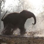 Anusha Dandekar Instagram – GOOD NEWS Alert! 🥹❤️✨

Reliance Industries and Reliance Foundation’s newly launched Vantara programme focuses on the rescue, treatment, care and rehabilitation of injured, abused and threatened animals, both in India and abroad. 🐘✨

This is the story of a young elephant Tarzan, who underwent a very complicated cataract surgery performed by the dedicated vets at the Vantara facility. Through advanced medical techniques and unwavering commitment, the team successfully restored the vision of this majestic creature, enabling him to see the world with newfound clarity.

Vantara, aims to provide compassion-driven care for all beings. Stay tuned for more updates and stories from Vantara! 🤍

#Vantara #AnantAmbani #RelianceFoundation #AnimalCare #WildlifeRescue #RelianceFoundation #WeCare @reliancefoundation