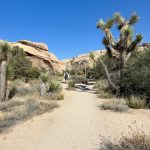 Any Gabrielly Instagram - adventure time 🤸‍♀️ Joshua Tree National Park