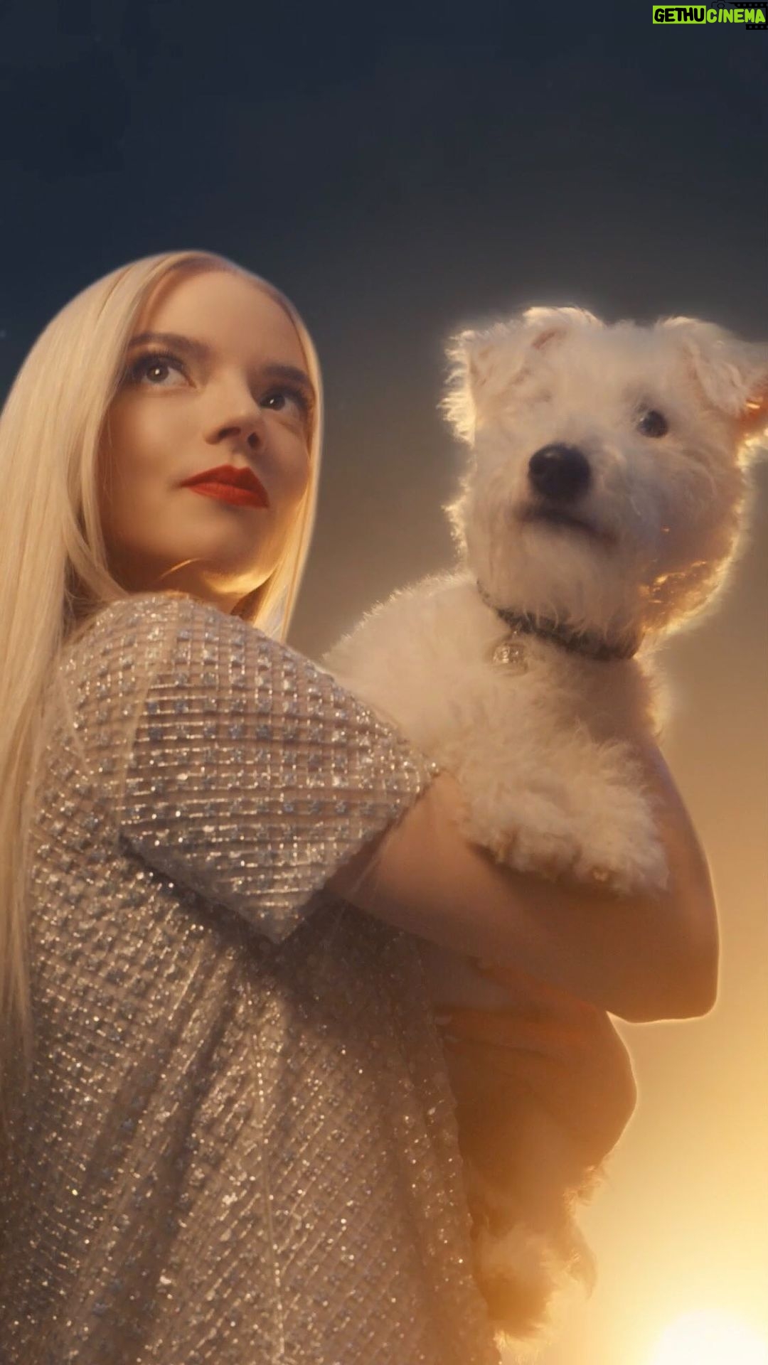 Anya Taylor-Joy Instagram - ONCE UPON A TIME… Bobby was Christian Dior’s four-legged loyal companion with whom he loved to stroll through his favorite gardens, admiring its floral treasures. This Holiday season, Bobby celebrates this cherished time of the year with the House Ambassador @AnyaTaylorJoy, paying tribute to the garden that inspired many Dior creations, the Parisian Tuileries Garden. #DiorBeauty #DiorHoliday #DreamInDior