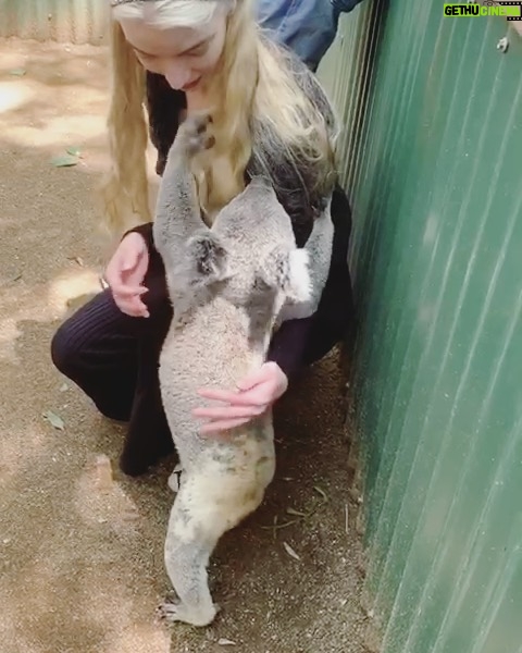 Anya Taylor-Joy Instagram - In a rare respite from the wasteland, I was lucky enough to go and spend a day learning about the incredible fauna of Australia, specifically koalas. And to my absolute amazement and delight, this little guy dropped down from his tree and graced me with a cuddle. I am so appreciative of these conservation centers and the volunteers that work tirelessly in them. It is crazy to think that for many of these animals, they are more affected by human intervention in the wild then in these sanctuaries. The spreading of awareness of what deforestation, climate change and frankly, a multitude of mostly human caused issues is doing to our fellow earthlings is devastating but necessary. I barely have an idea of where to start making things better for them but I hope for the sake of everyone, we preserve and protect these beautiful creatures. Thank you to the hardworking folk at the hospital helping their wild counterparts recover from disease and the fires. I hope we all keep trying to take care of each other.