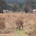 Anya Taylor-Joy Instagram - Went to the bush. Caught a wallaroo. He’s a bit smaller than his compadres but you gotta love an underdog🦘🫶🐾