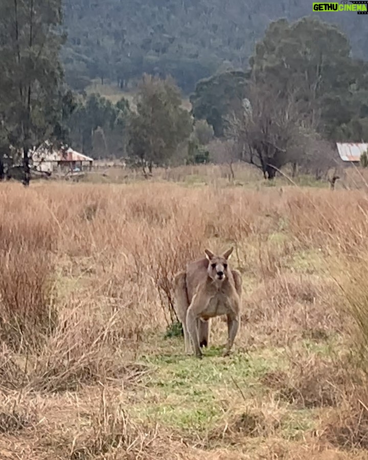 Anya Taylor-Joy Instagram - Went to the bush. Caught a wallaroo. He’s a bit smaller than his compadres but you gotta love an underdog🦘🫶🐾