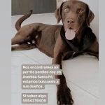 Aracely Arámbula Instagram – Perrito extraviado en Sta Fe aquí viene el teléfono por quien pueda localizar a sus dueños 55 54 31 94 06