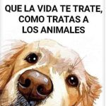 Aracely Arámbula Instagram – 🙏♥️🐶🐶🐶🐶🐶🐶🐶🐶🐶🐶♥️🙏👍🐕🐕🐕🐕🐕🐕🐕🐕♥️ @perrisimoamor ♥️♥️♥️♥️♥️♥️♥️