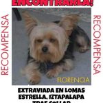 Aracely Arámbula Instagram – Ayúdemos a que Florencia regrese a casa 🙏♥️✨🐶