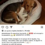 Aracely Arámbula Instagram – Porfavor ayudenos a que regrese a casa Fidela trae doble collar con datos 🙏🙏🙏aquí les dejo la información del teléfono donde deben comunicarse 🙏🙏🙏♥️🆘 ayudenos PORFAVOR se extravió en LasAguilas al su CDMX