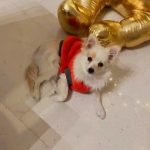 Aracely Arámbula Instagram – Celebrando tu vida 🎂🎁🎊🎈🎉 Licita 🫶🎊 @liz_porrasb  larga vida con infinita SALUD Y MILLONES DE BENDICIONES mis 🐶🐶Disfrutabdo mucho en el hermoso árbol 🌲 LOVE U !!! Norte 🫶