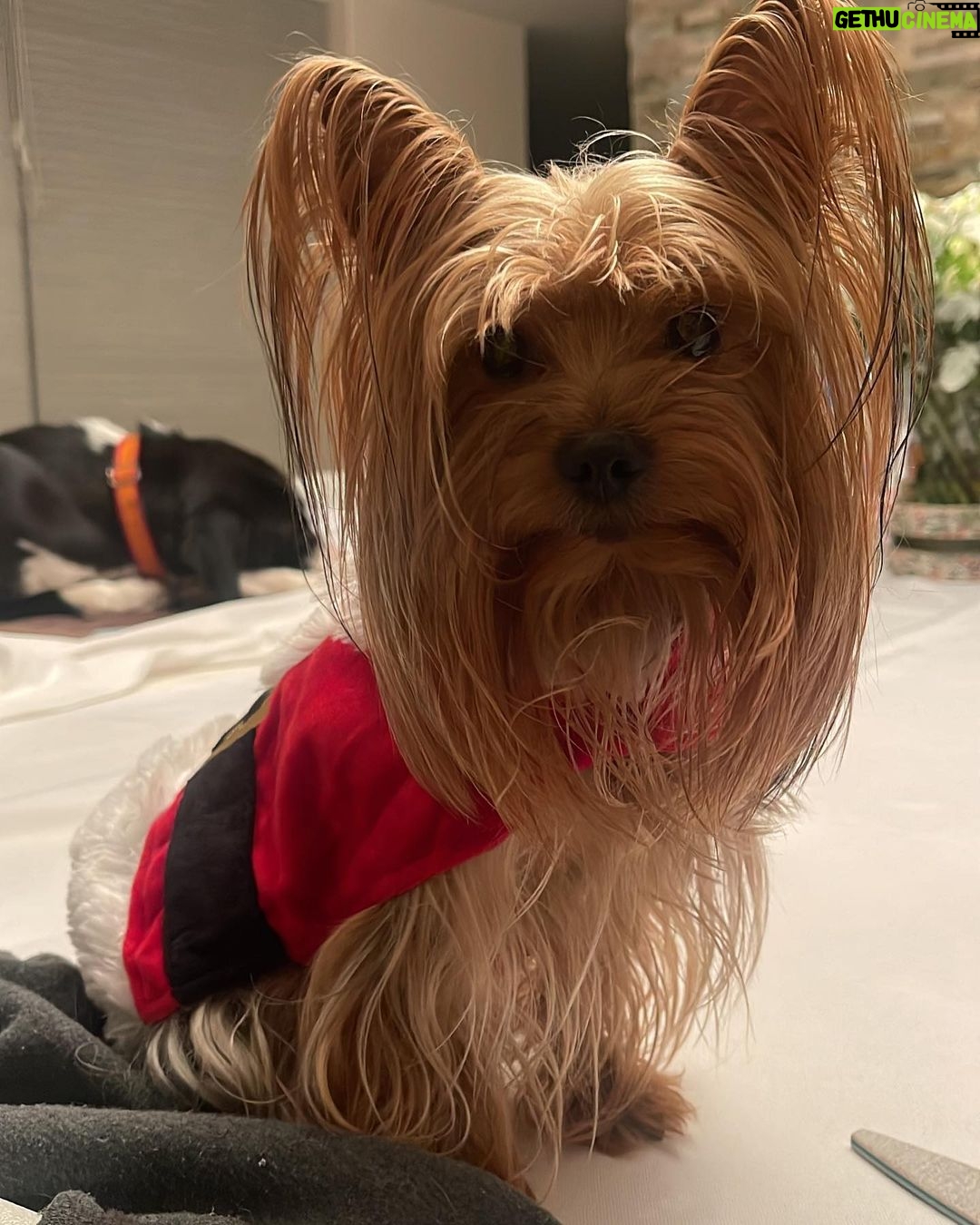 Aracely Arรกmbula Instagram - ๐โฅ๏ธ๐๐ถ๐พโฅ๏ธ compartiendo AMOR ๐ป CON Mi hermosa adoptada rescatada de la calle mi NALITA ๐ Y EL PEQUEรO BRUNO ๐๐
โฅ๏ธ๐ถ๐๐พ