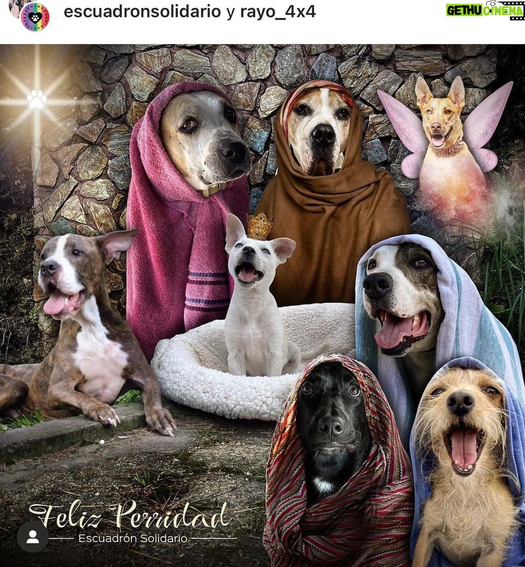 Aracely Arámbula Instagram - Hagamos que todos los seres maravillosos de Amor tengan una bonita navidad adoptemos rescatemos y salvemos vidas no son perritos de la calle son perritos abandonados así que hagamos que cada día haya mayor conciencia generosidad y amor 🙏❤️🐶🐾 para los seres de 4 patas 🙏🙏🙏 adopta no compres y si en tus manos está darles una mejor Vida nunca dudes porque sólo recibirás Amor y lealtad 🙏❤️🐶🎄🐾 y si no puedes tenerlos pero de pronto ven un perrito hambriento denle de comer y beber agua no duden en ayudarlo 🐶❤️🐾no pasen de largo quizá sean o seas su única oprtunidad 🙏 De todo corazón deseo mi #Arafamilia bella que tengan una gran noche buena y una hermosa Navidad al igual que todos los peludititos del mundo que puedan pasar una noche buena calientita y que no falte comida 🙏❤️🎄🐾🐶 hagamos realidad nuestro sueño de tener un mundo mejor 🙏❤️🎄 cada día es una oportunidad para ser mejores personas 🙏❤️🎄🐶🐾 LOS AMO Y LES DESEÓ INFINTA SALUD Y BENDICIONES!!!! TODO MI AM❤️R !!!! 🙏😘❤️🎄🐶🐾😘😘😘🥳🎊😘 FELIZ NAVIDAD 🎄!!!!!!!!!!!! ❤️❤️❤️❤️❤️❤️❤️❤️❤️❤️❤️