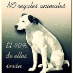 Aracely Arámbula Instagram – Los animales no son peluches que primero gustan y luego no saben que hacer con ellos, un perrito es un ser único el mejor compañero leal y amoroso que SIEMPRE estará para dar AMOR 🙏 respetemos sus vidas y no seamos cómplices de la explotación 🙏🐶🫶 ADOPTA NO COMPRES y adopta con responsabilidad un perrito es un Amigo fiel durante toda su vida 🙏🙏🙏 cambiemos y seamos mejores humanos ellos nos enseñan diario comparte y ayudemos a que este mundo sea mejor para todos y para los animales para estos seres de LUZ 🫶🙏🐶✨✨✨