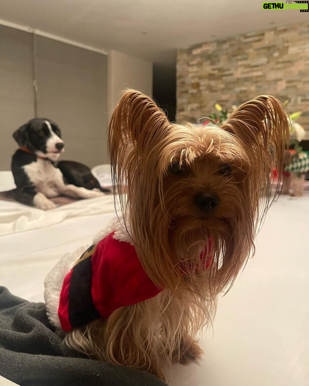 Aracely Arรกmbula Instagram - ๐โฅ๏ธ๐๐ถ๐พโฅ๏ธ compartiendo AMOR ๐ป CON Mi hermosa adoptada rescatada de la calle mi NALITA ๐ Y EL PEQUEรO BRUNO ๐๐
โฅ๏ธ๐ถ๐๐พ