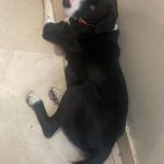 Aracely Arámbula Instagram - Todos los días son días para celebrar la vida de estos seres ÚNICOS, LEALES LLENOS DE LUZ Y AMOR PURO !!! Gracias a mis 7 peques y a mi hermosa Nala que adoptamos y rescatamos de la calle gracias a @ivannavamx ella es una reina enorme y preciosa y aquí el video de la última perrita rescatada que ya está atendida de su patita una más para @perrisimoamor que sigamos creciendo en AMOR y en consideración y conciencia para el cuidado de estos animalitos rescatar y curar y buscar un hogar no es tarea fácil pero el AMOR Y dedicación curan 🙏🏻♥️🐶 y claro la invitación a todos para apoyar porque se necesita un mundo con más conciencia y con el gran valor de respetar a los animales y obviamente a todo el mundo a las personas claro 👌🏻👍🏻pero comencemos por ellos🐶🐱🐷🐒🐸🦊🐯🦁🐰🐨🐻‍❄️🐔🐣🦅🦆🦋🐞🐝🐌🦉🐶🐱 un corazón generoso hacia estos seres de AMOR siempre será un mejor ser humano 🙏🏻♥️🐶 sigamos salvando vidas 🙏🏻🙏🏻🙏🏻♥️♥️♥️♥️♥️♥️♥️