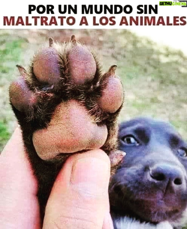 Aracely Arámbula Instagram - 🙏🏻♥️🐶 NO AL MALTRATO ANIMAL 🙏🏻♥️