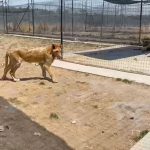 Aracely Arámbula Instagram – Para todos los que amamos la Vida y protegemos a los animales nos duele el Alma ver a estas especies abandonadas sin comida tratando de sobrevivir, pedimos la atención urgente para este lugar gracias @arturoislasallende por siempre darles voz y estar denunciando estos maltratos por parte de blackjaguarwhitetiger  y a ti @yael__ruiz por unir tu voz de igual manera ya que trabajaste dos anós para esta fundación la cual ahora abandono a estos animales.  UNIMOS NUESTRA VOZ a favor de ellos para rescatar sus Vidas 🙏🏻 SOS @claudia_shein @profepa_mx