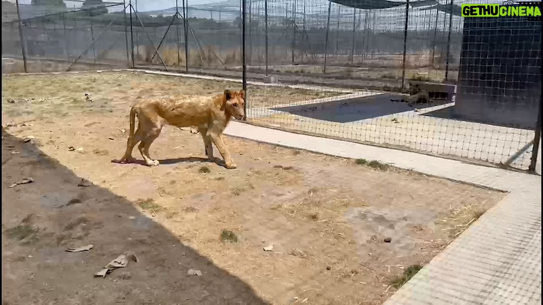 Aracely Arámbula Instagram - Para todos los que amamos la Vida y protegemos a los animales nos duele el Alma ver a estas especies abandonadas sin comida tratando de sobrevivir, pedimos la atención urgente para este lugar gracias @arturoislasallende por siempre darles voz y estar denunciando estos maltratos por parte de blackjaguarwhitetiger y a ti @yael__ruiz por unir tu voz de igual manera ya que trabajaste dos anós para esta fundación la cual ahora abandono a estos animales. UNIMOS NUESTRA VOZ a favor de ellos para rescatar sus Vidas 🙏🏻 SOS @claudia_shein @profepa_mx
