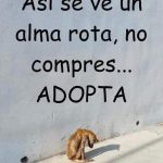 Aracely Arámbula Instagram – 🙏🏻🐶♥️💕 Ayuddmos a estos seres de AMOR con inocencia pura y que solo saben darte lo mejor incondicionalmente cuando veas a tu paso a un perrito o un gatito 🐈‍⬛ 🐱 no dudes en ofrecerle agua no sabes cuánto tiempo lleva recorriendo las calles sin beber y sin comer 🙏🏻🐶♥️ nuestro mundo necesita más empatía y generosidad ayudemos a estos seres 🙏🏻 #adoptanocompres esterilizar es un acto de AMOR ( siempre con profesionales ) #NoalmaltratoAnimal #amoralosanimales
