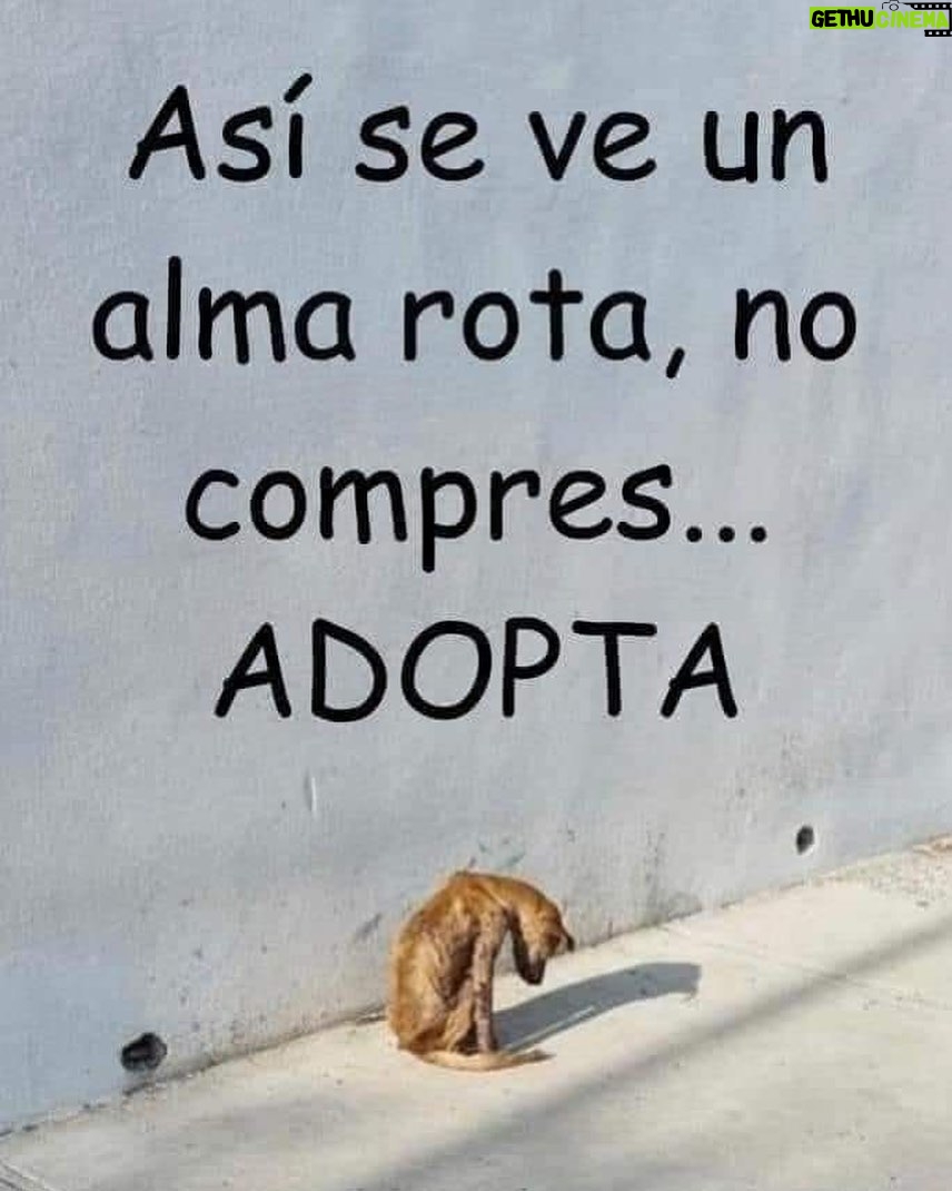 Aracely Arámbula Instagram - 🙏🏻🐶♥️💕 Ayuddmos a estos seres de AMOR con inocencia pura y que solo saben darte lo mejor incondicionalmente cuando veas a tu paso a un perrito o un gatito 🐈⬛ 🐱 no dudes en ofrecerle agua no sabes cuánto tiempo lleva recorriendo las calles sin beber y sin comer 🙏🏻🐶♥️ nuestro mundo necesita más empatía y generosidad ayudemos a estos seres 🙏🏻 #adoptanocompres esterilizar es un acto de AMOR ( siempre con profesionales ) #NoalmaltratoAnimal #amoralosanimales